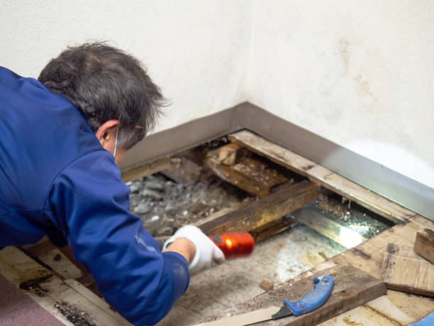 Best Attic Mold Removal  in St James, NC