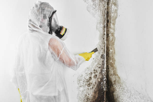 Best Affordable Mold Removal  in St James, NC