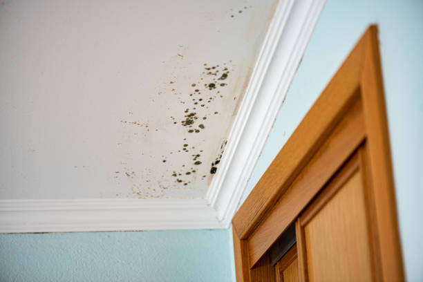 Best Same-Day Mold Removal  in St James, NC