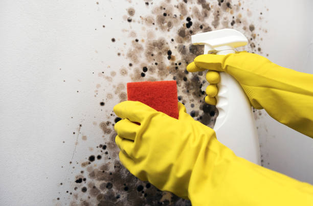 Best Mold Cleaning Services  in St James, NC
