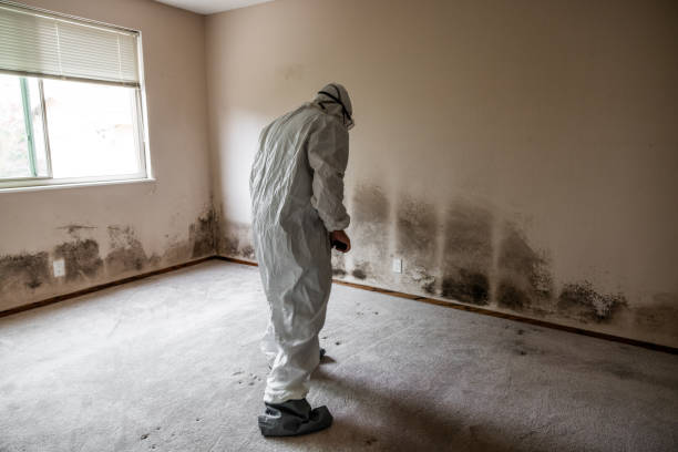 Mold Testing and Removal in St James, NC