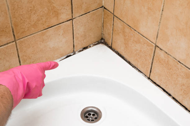 Certified Mold Removal in St James, NC