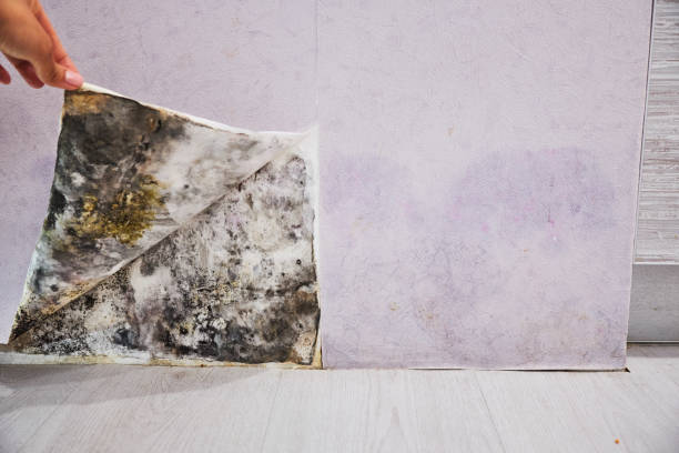 Best Home Mold Removal  in St James, NC